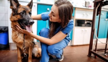 Available Pet Care Assistant Job in UK