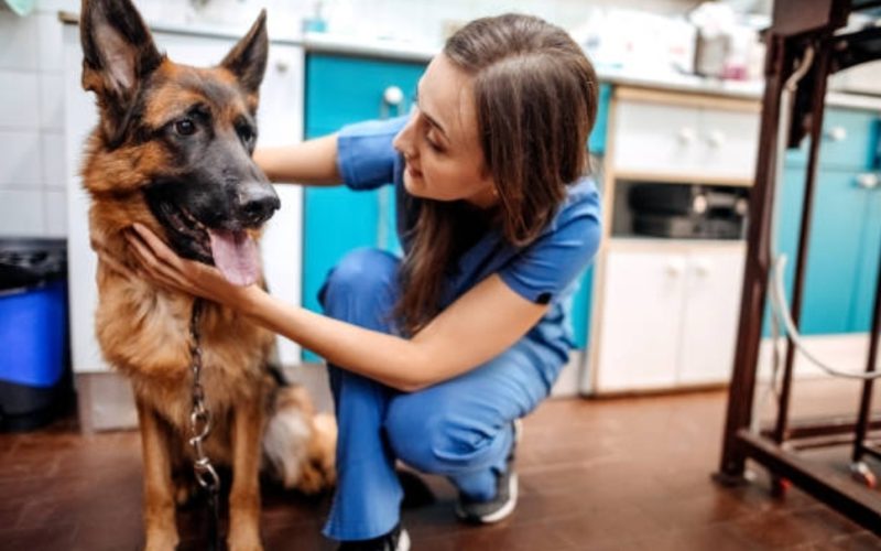 Available Pet Care Assistant Job in UK